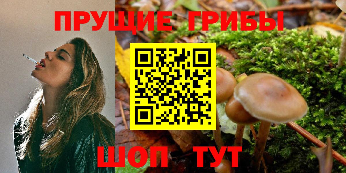 Коммунар  Галлюциногенные грибы Psilocybine cubensis  Вход с VPN 
